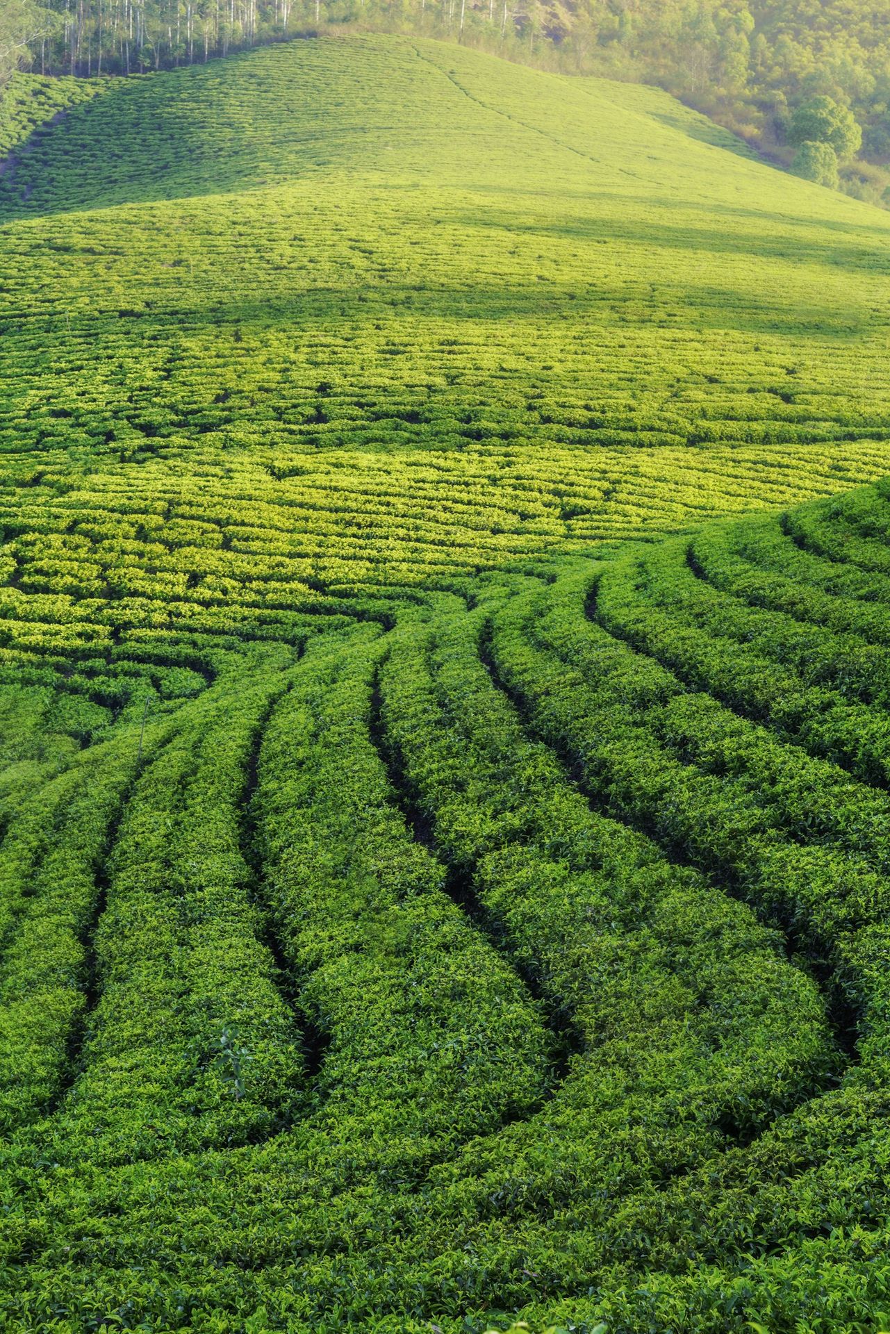 Kerala